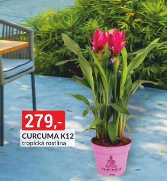 CURCUMA K12