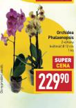ORCHIDEA PHALAENOPSIS