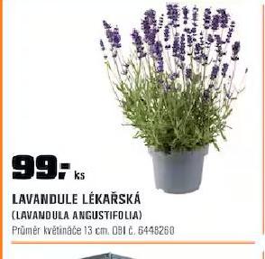 LEVANDULE LKASK