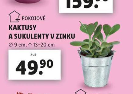 KAKTUSY A SUKULENTY V ZINKU