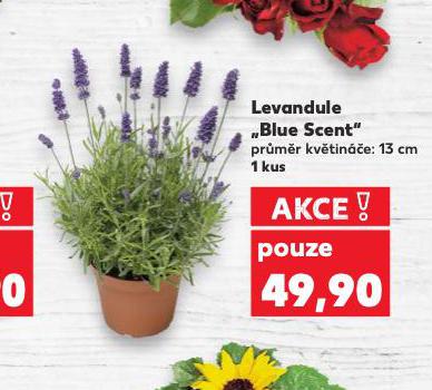 LEVANDULE BLUE SCENT