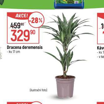 DRACENA DEREMENSIS