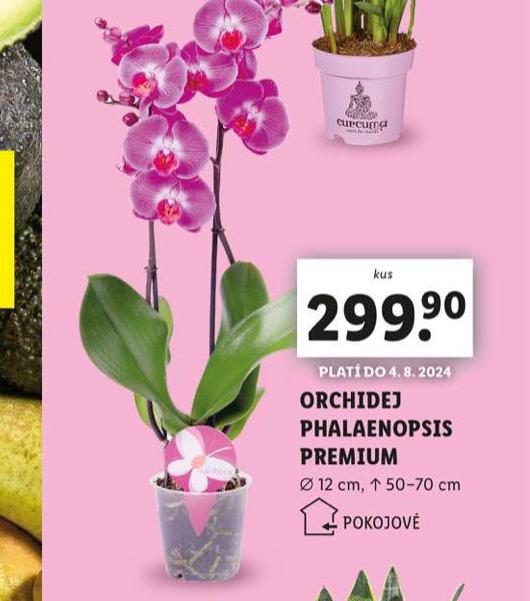 ORCHIDEJ PHALAENOPSIS PREMIUM