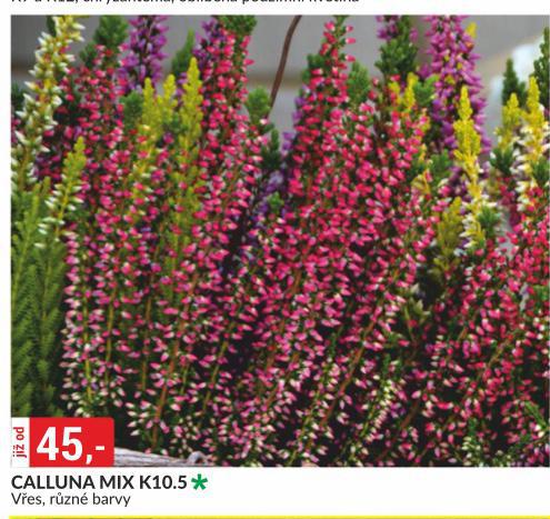 CALLUNA MIX