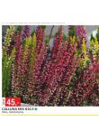 CALLUNA MIX