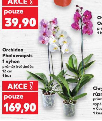 ORCHIDEA - PHALAENOPSIS