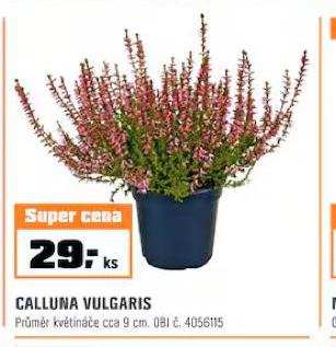 CALLUNA VULGARIS