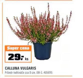 CALLUNA VULGARIS