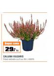 CALLUNA VULGARIS