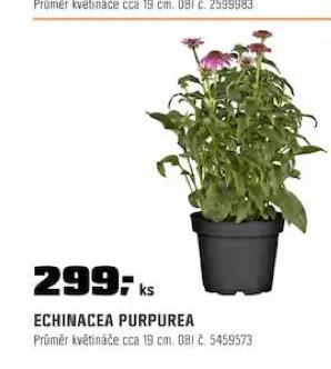 ECHINACEA PURPUREA