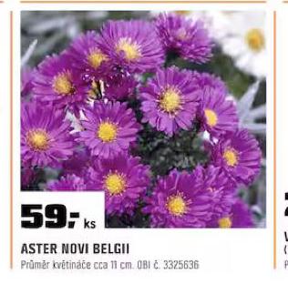 ASTER NOVI BELGII