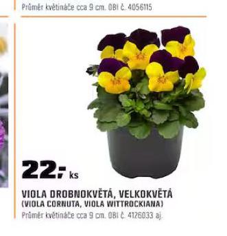 VIOLA DROBNOKVT