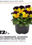 VIOLA DROBNOKVT