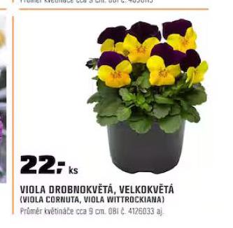 VIOLA VELKOKVT