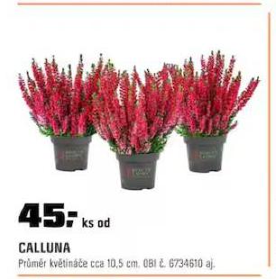 CALLUNA