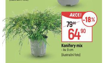 KONIFERY MIX