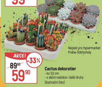 CACTUS DEKORATIER