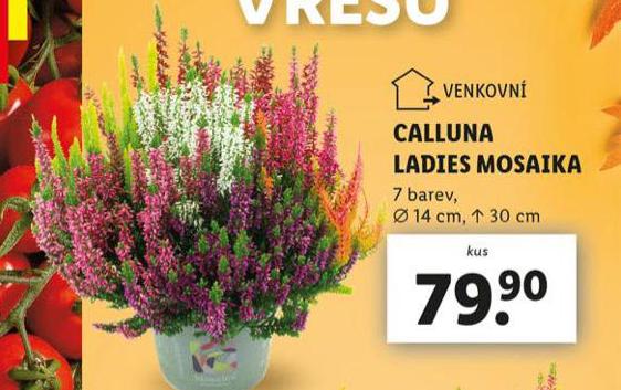 CALLUNA LADIES MOSAIKA