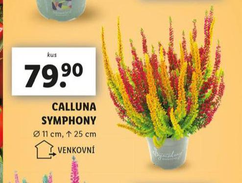 CALLUNA SYMPHONY