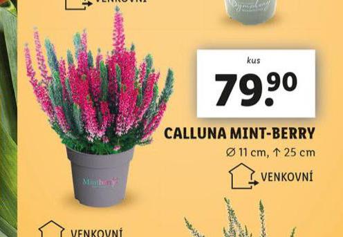 CALLUNA MINT-BERRY