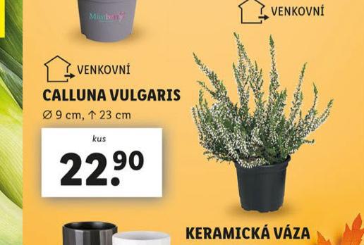 CALLUNA VULGARIS