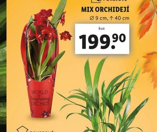 MIX ORCHIDEJ