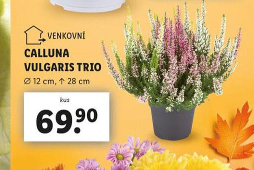 CALLUNA VULGARIS TRIO