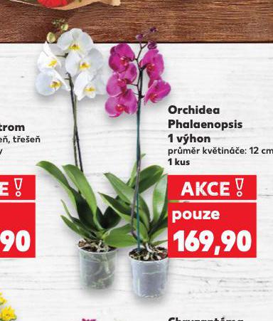 ORCHIDEA PHALAENOPSIS