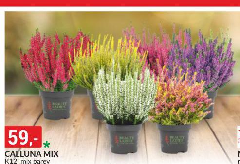 CALLUNA MIX