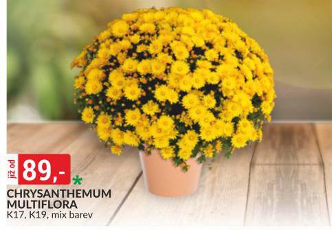 CHRYSANTHEMUM