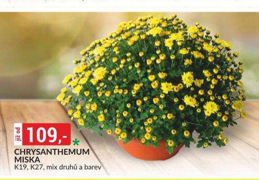 CHRYSANTHEMUM