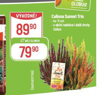 CALLUNA SUNSET TRIO