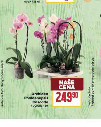 ORCHIDEA - PHALAENOPSIS