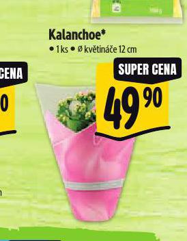 KALANCHOE