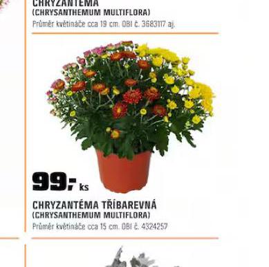 CHRYZANTMA TBAREVN