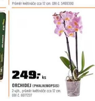 ORCHIDEJ