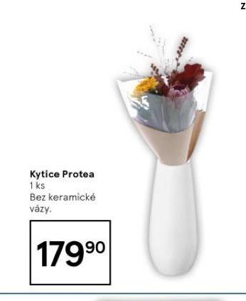 KYTICE PROTEA