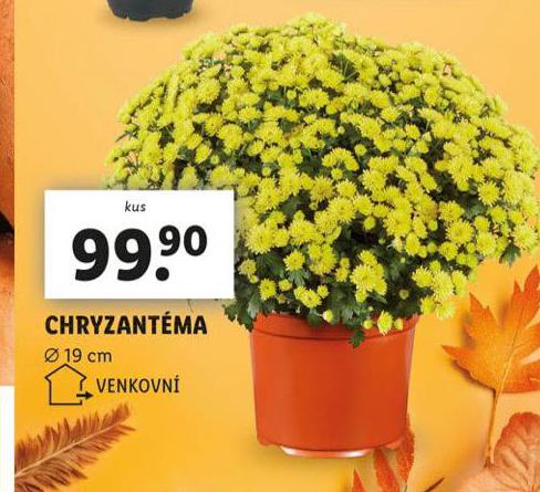 CHRYZANTMA