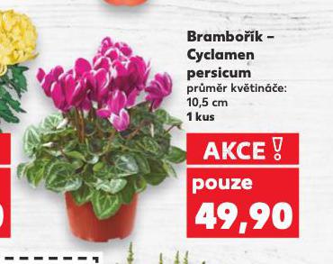 BRAMBOK CYCLAMEN PERSICUM