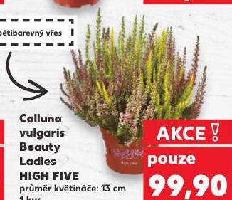 CALLUNA VULGARIS BEAUTY LADIES HIGH FIVE