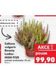 CALLUNA VULGARIS BEAUTY LADIES HIGH FIVE