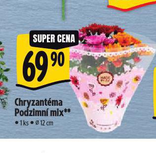 CHRYZANTMA PODZIMN