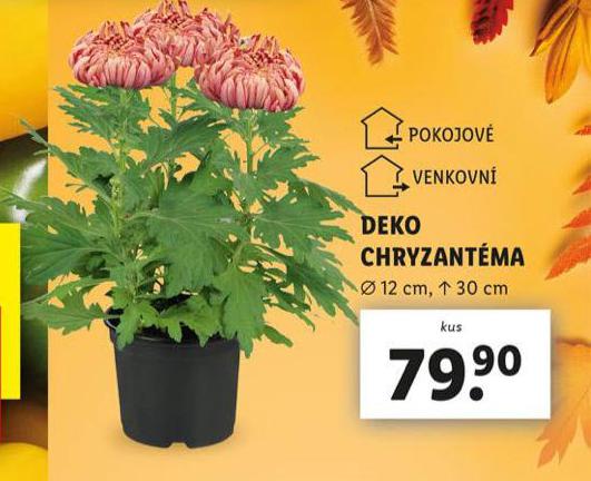 DEKO CHRYZANTMA