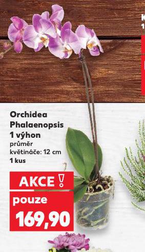 ORCHIDEA PHALAENOPSIS