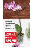 ORCHIDEA PHALAENOPSIS