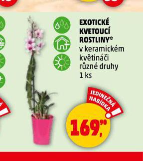 EXOTICK KVETOUC ROSTLINY