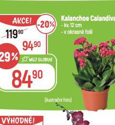 KALANCHOE CALANDIVA