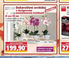 DEKORATIVN ORCHIDEJ