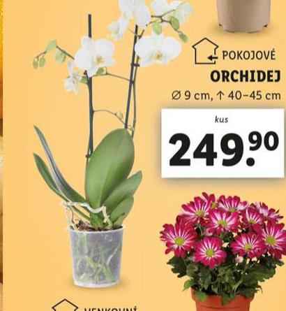 ORCHIDEJ