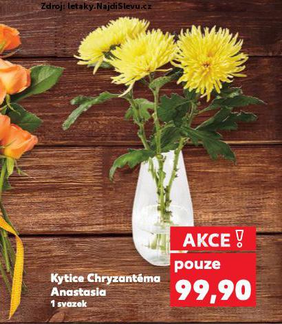 KYTICE CHRYZANTMA